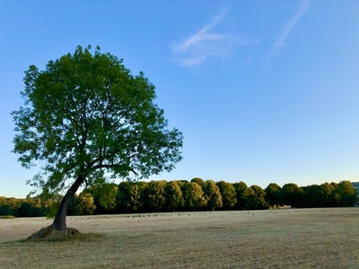 During the day under the blue sky, green green tree on the pasture
